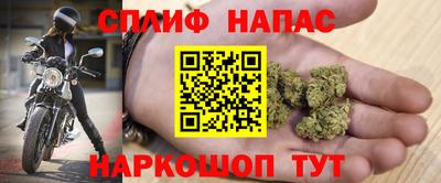гашик Кингисепп